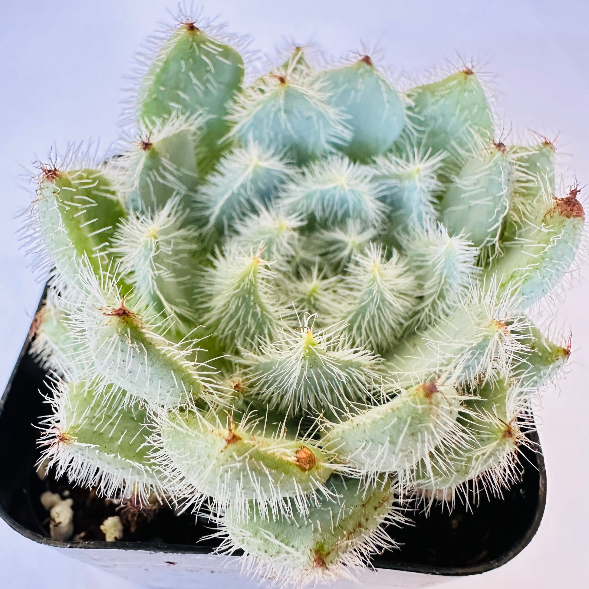 Echeveria setosa var. minor-SEAH
