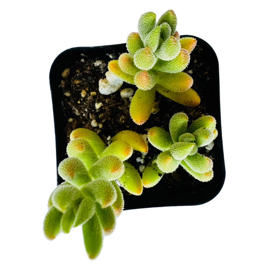 Crassula mesembryanthemoides live succulent plant