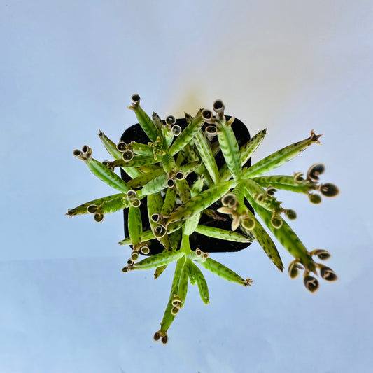 Kalanchoe delagoensis - Mother of Millions-SEAH
