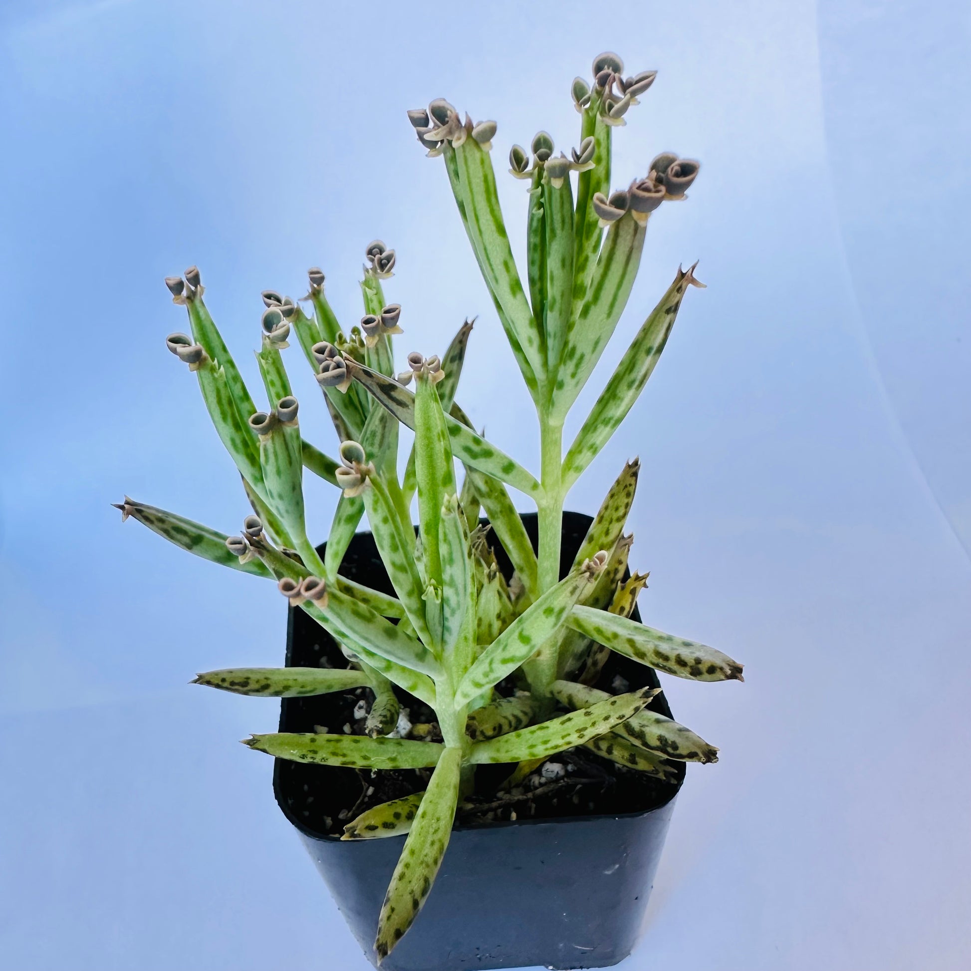 Kalanchoe delagoensis - Mother of Millions-SEAH