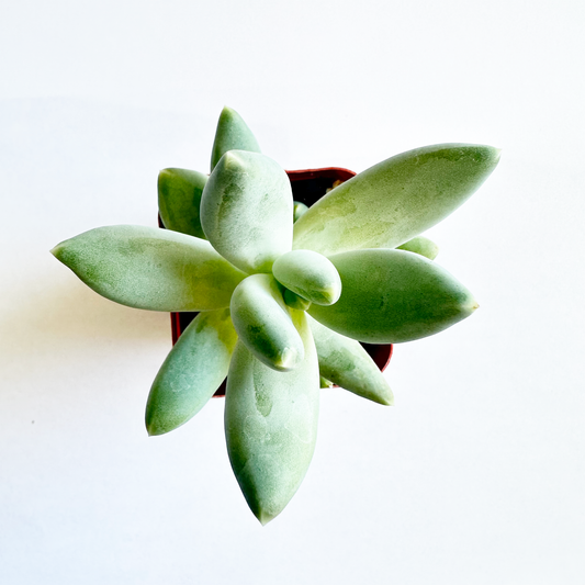 Baby Finger Pachyphytum (Pachyphytum ‘Machucae’) live succulent plant