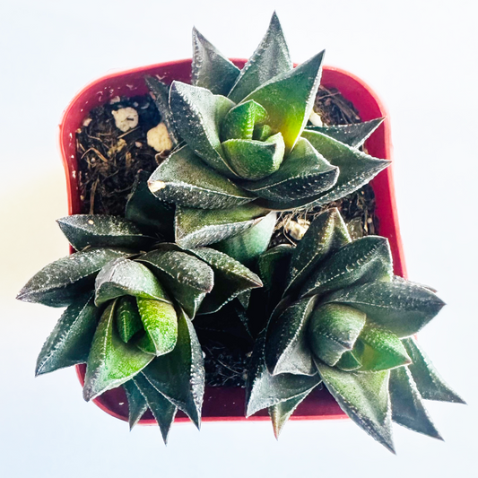 Haworthia resendeana live succulent plant