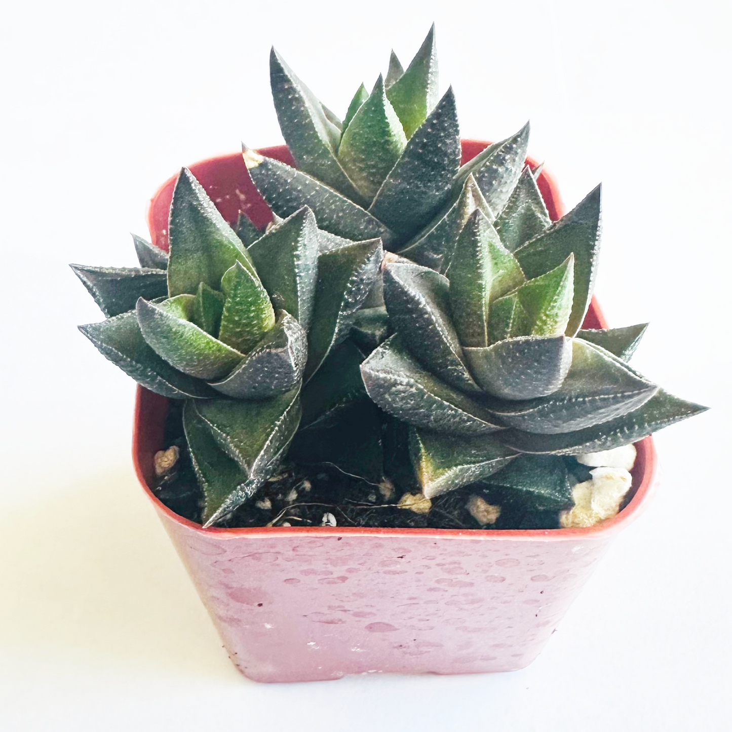 Haworthia resendeana-SEAH