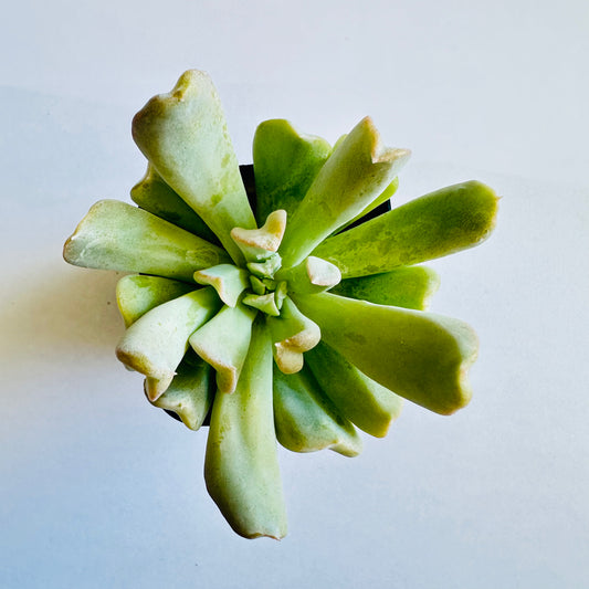 Topsy Turvy Echeveria (Echeveria runyonii ‘Topsy Turvy’) live succulent plant
