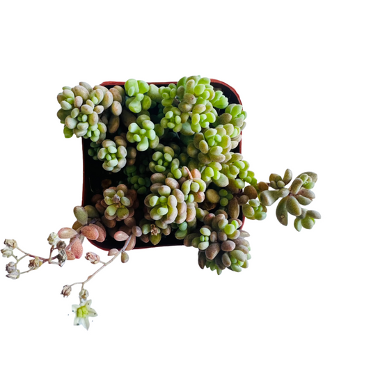 Sedum dasyphyllum - Corsican Stonecrop-SEAH