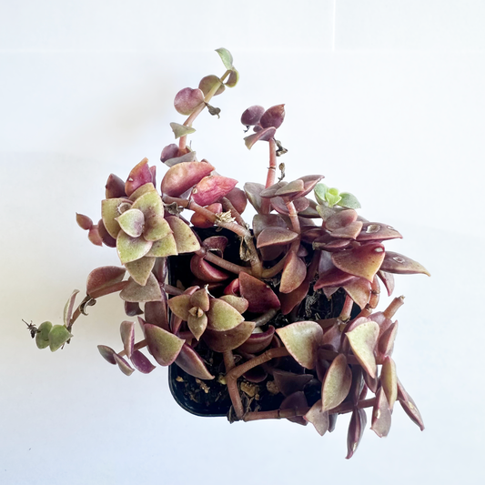 Calico Kitten Crassula (Crassula Pellucida ‘Calico Kitten’) live succulent plant