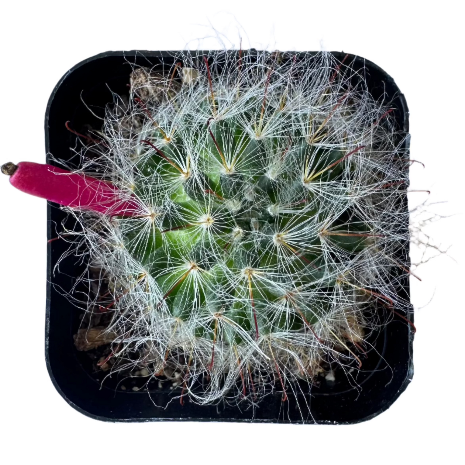 Mammillaria guelzowiana-SEAH
