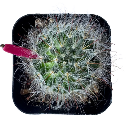 Mammillaria guelzowiana-SEAH
