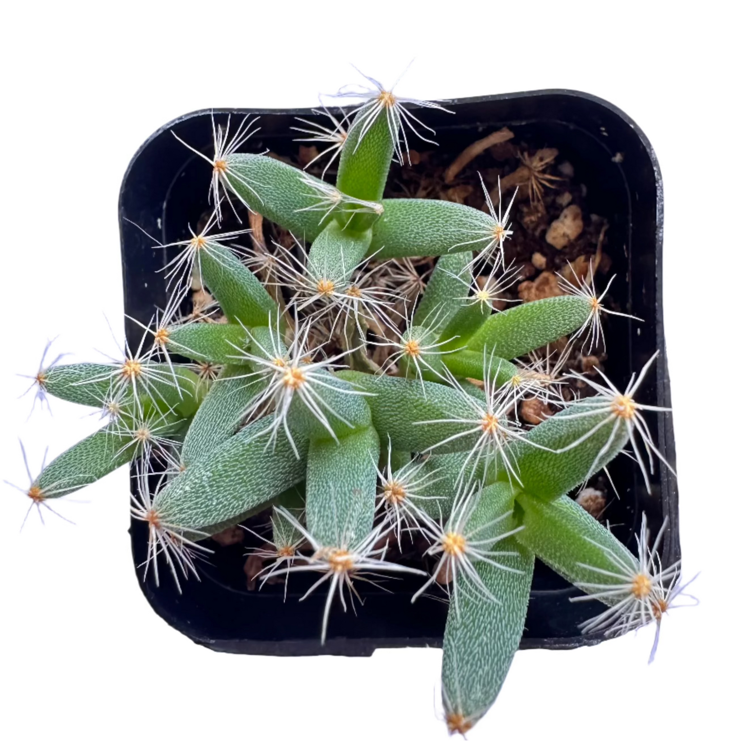 richodiadema densum - Mini Desert Rose-SEAH