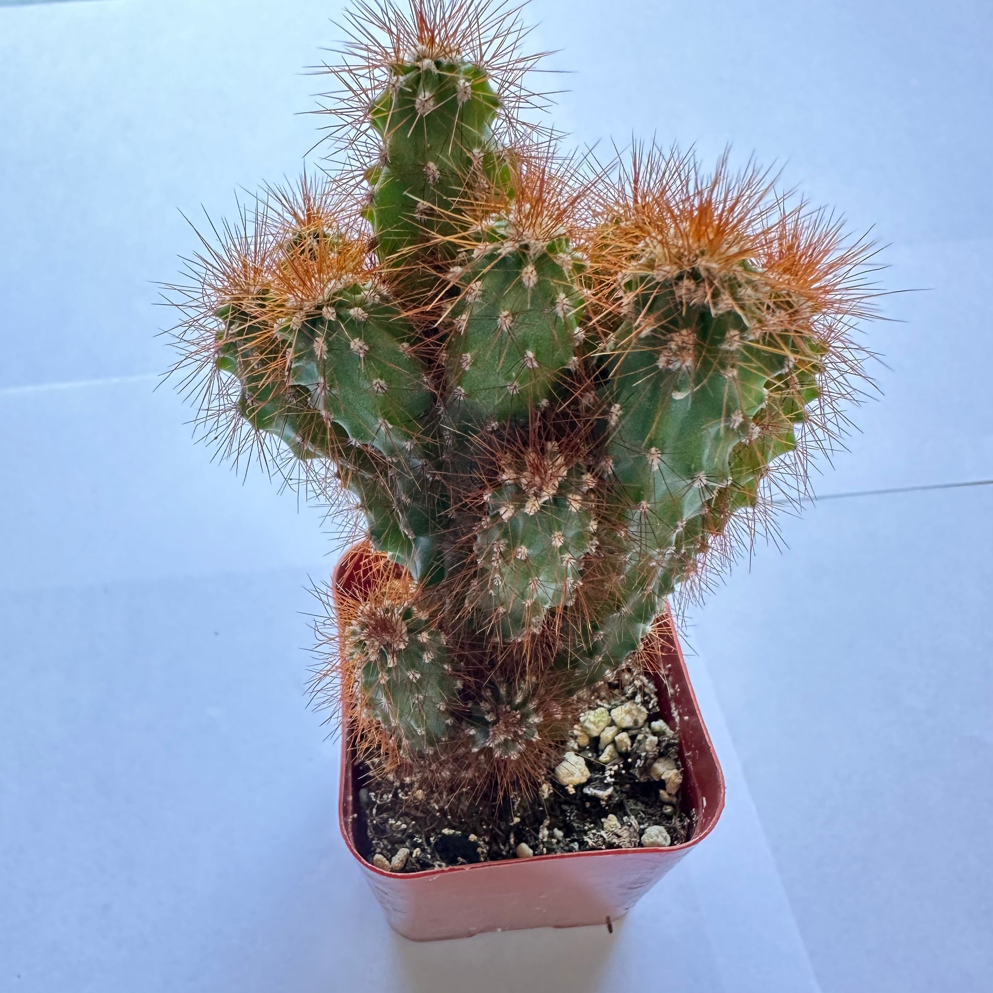 Cereus peruvianus monstrose-SEAH