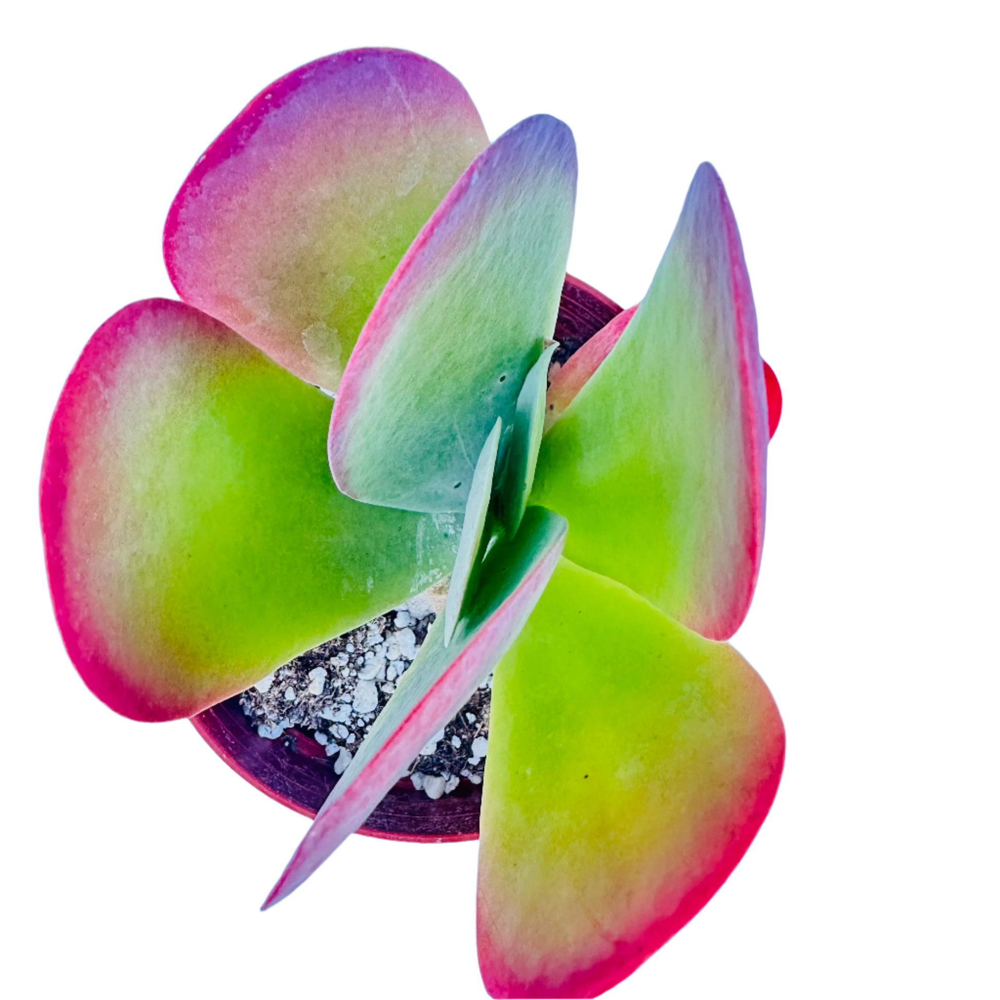 Kalanchoe Flapjacks - Paddle Plant-SEAH