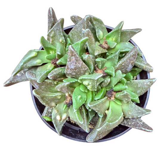 Tiger Jaws (Faucaria tigrina) live succulent plant