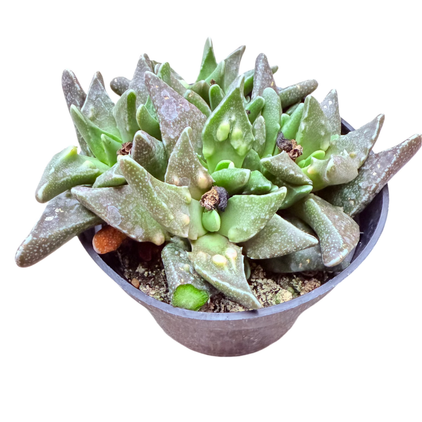 Faucaria tigrina - Tiger Jaws-SEAH