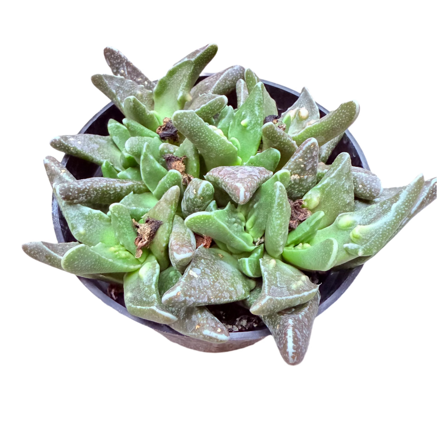 Faucaria tigrina - Tiger Jaws-SEAH