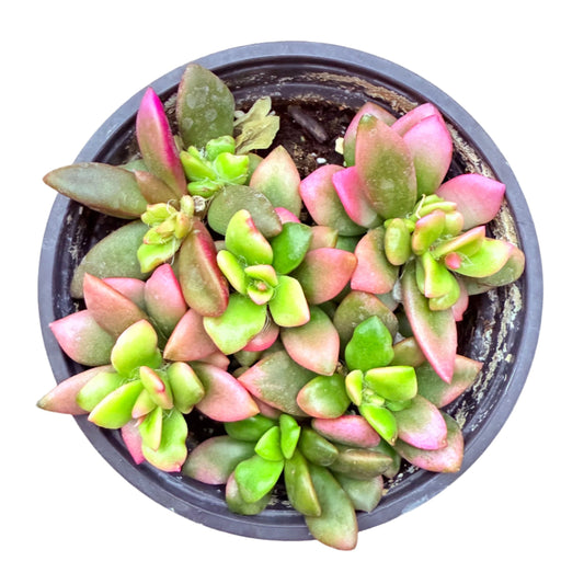 Sunrise Anacampseros (Anacampseros telephiastrum f. variegatum 'Sunrise') live succulent plant