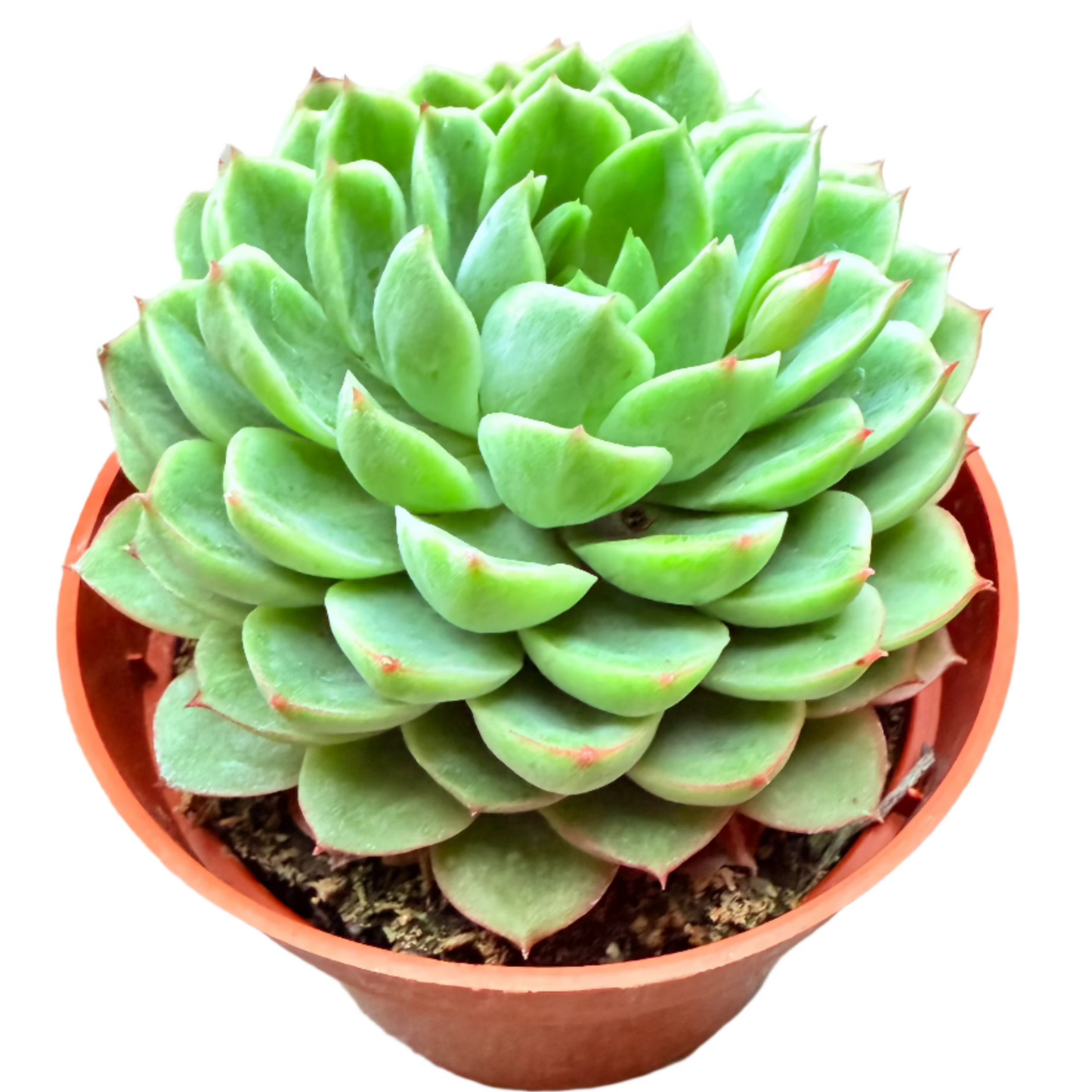 Echeveria 'Lime and Chile-SEAH