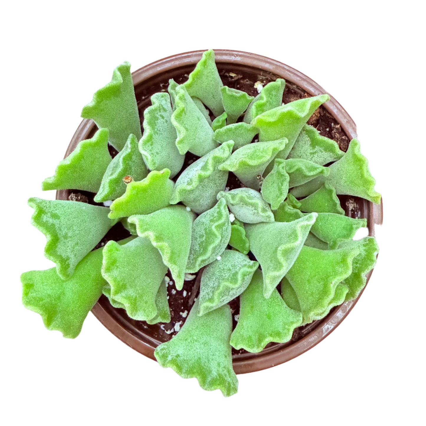 Adromischus cristatus - Crinkle Leaf Plant-SEAH