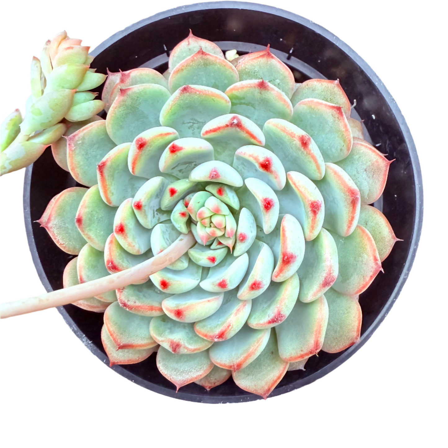 Echeveria - Blue Minima-SEAH