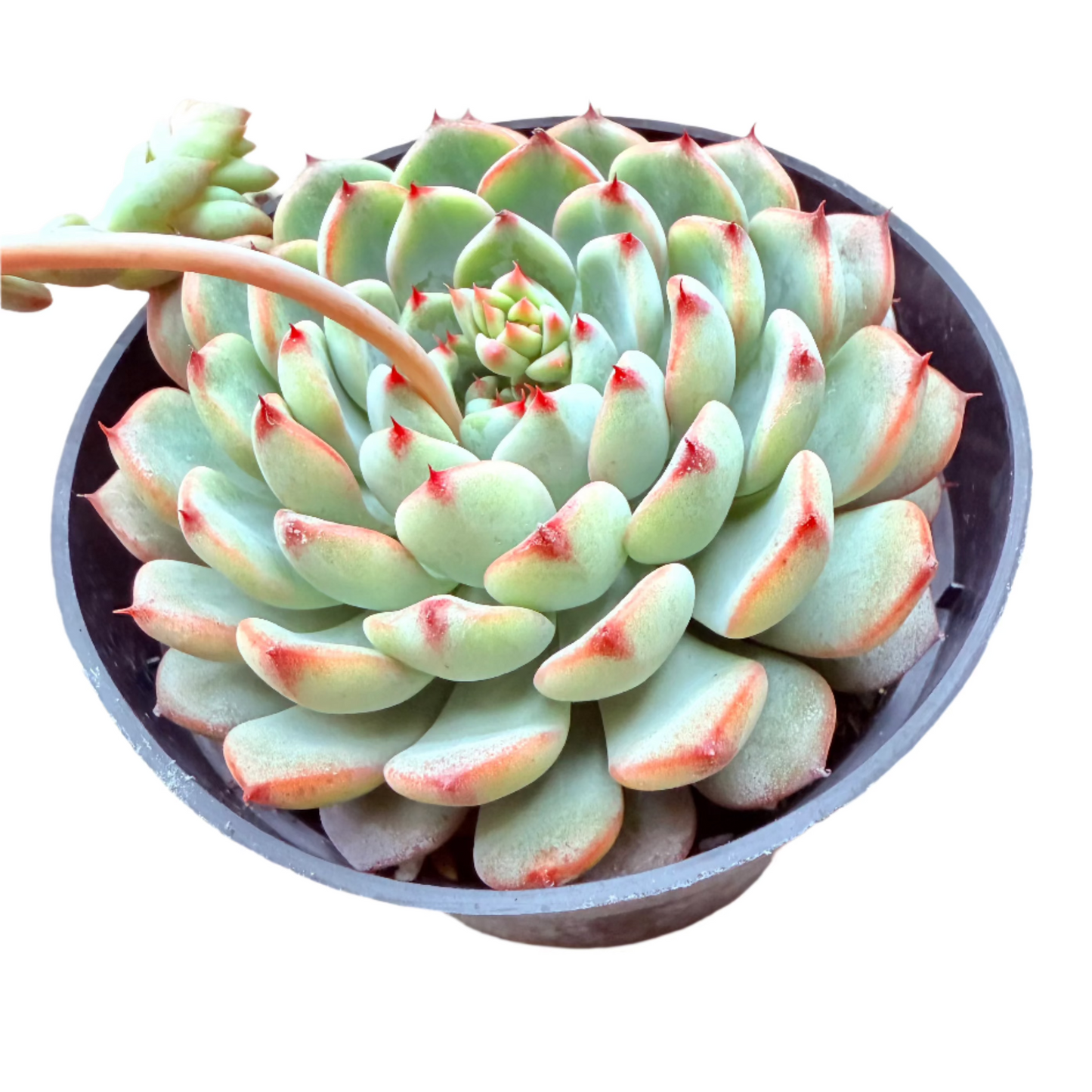 Echeveria - Blue Minima-SEAH