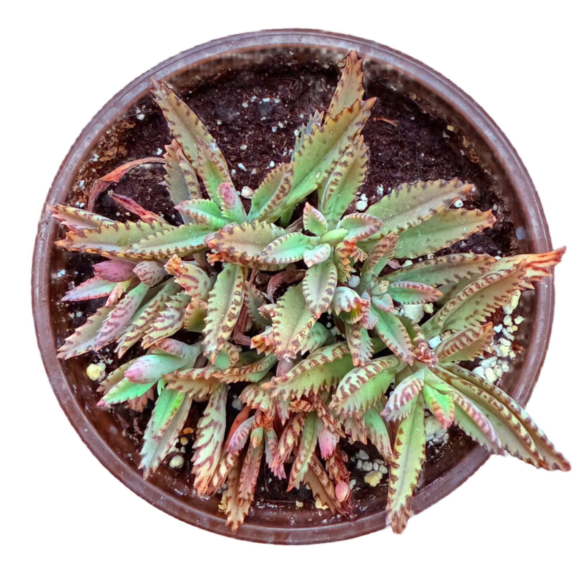 Kalanchoe - Pink Butterflies-SEAH