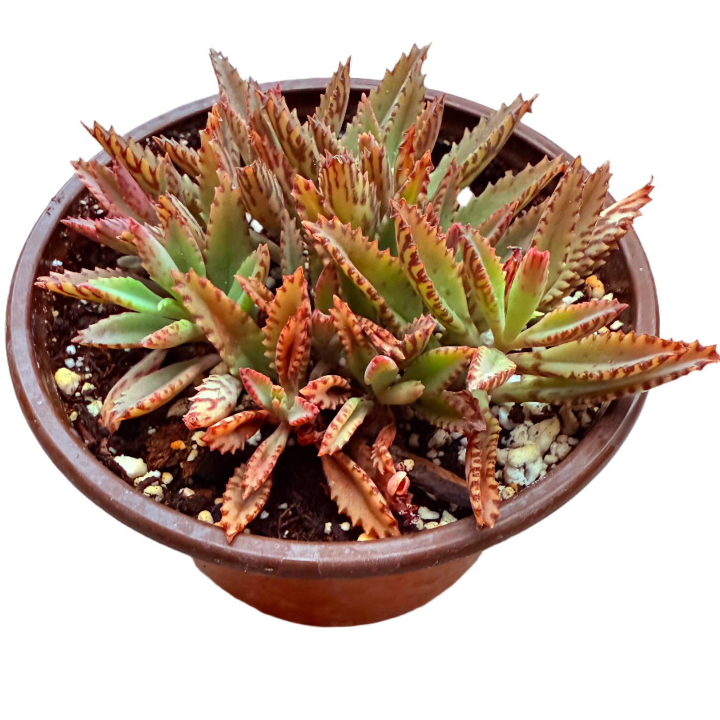 Kalanchoe - Pink Butterflies-SEAH