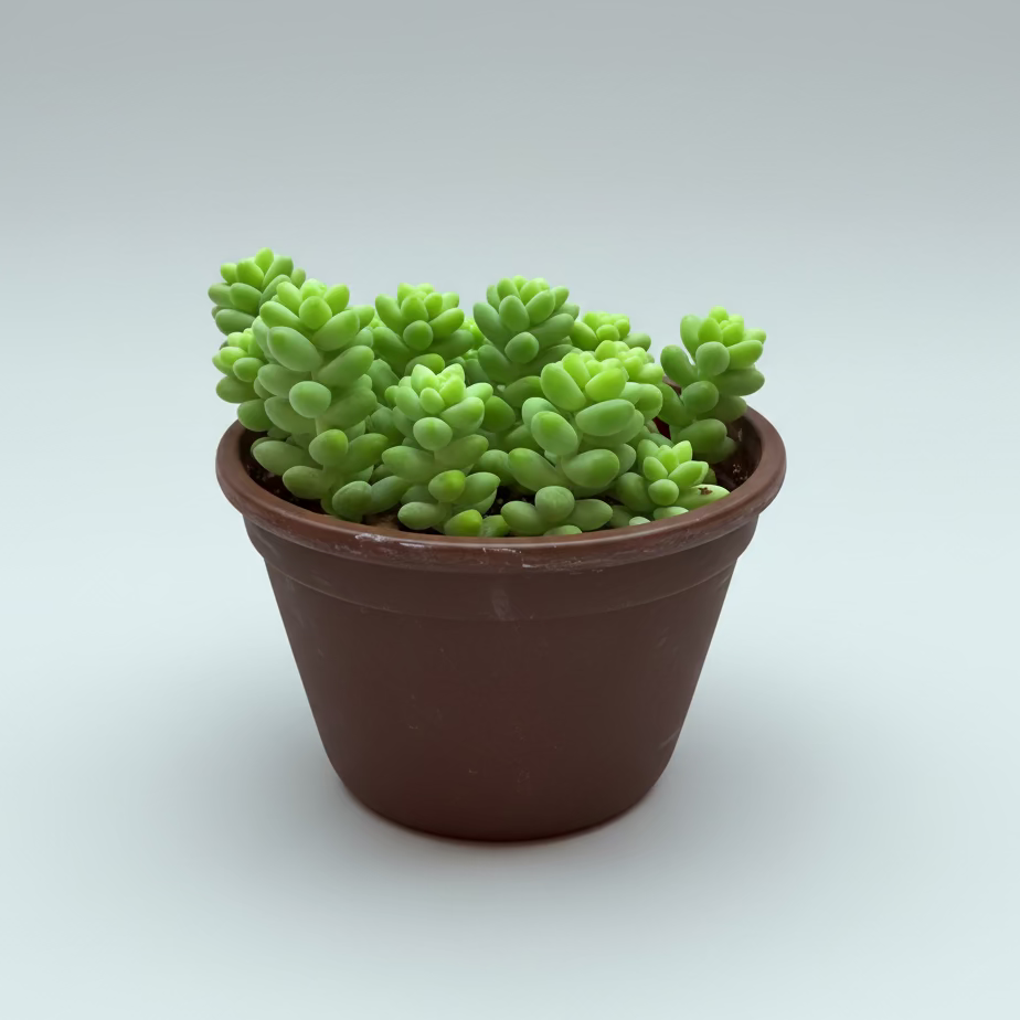 Burrito Sedum (Sedum morganianum) live succulent plant