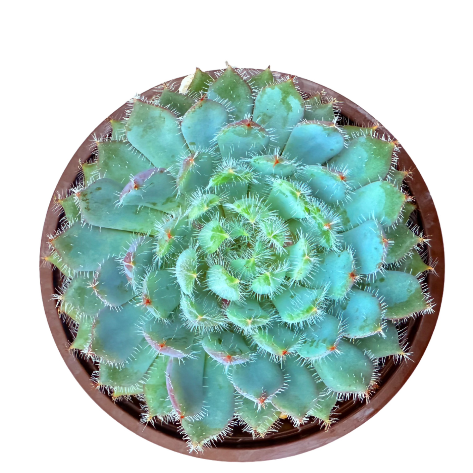 Echeveria setosa var. minor-SEAH