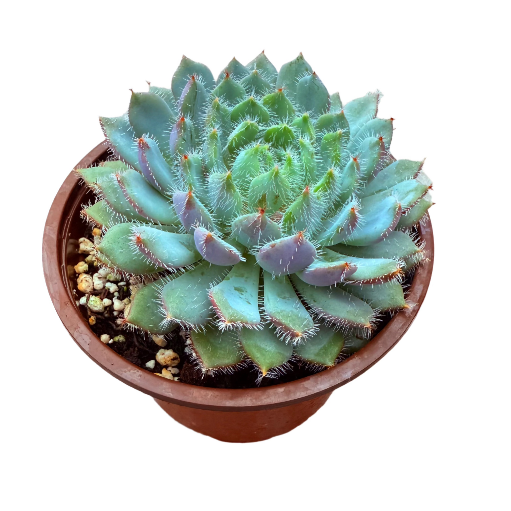 Echeveria setosa var. minor-SEAH
