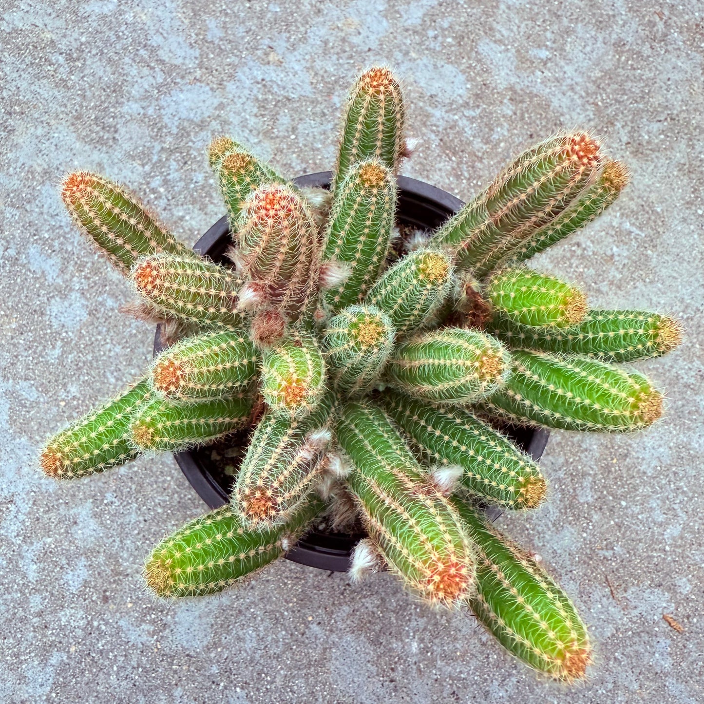 Echinopsis Chamaecereus - Peanut Cactus
