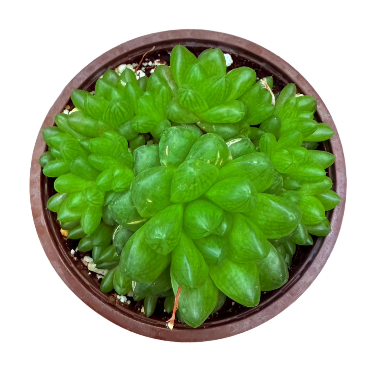 haworthia cymbiformis var. obtusa-SEAH