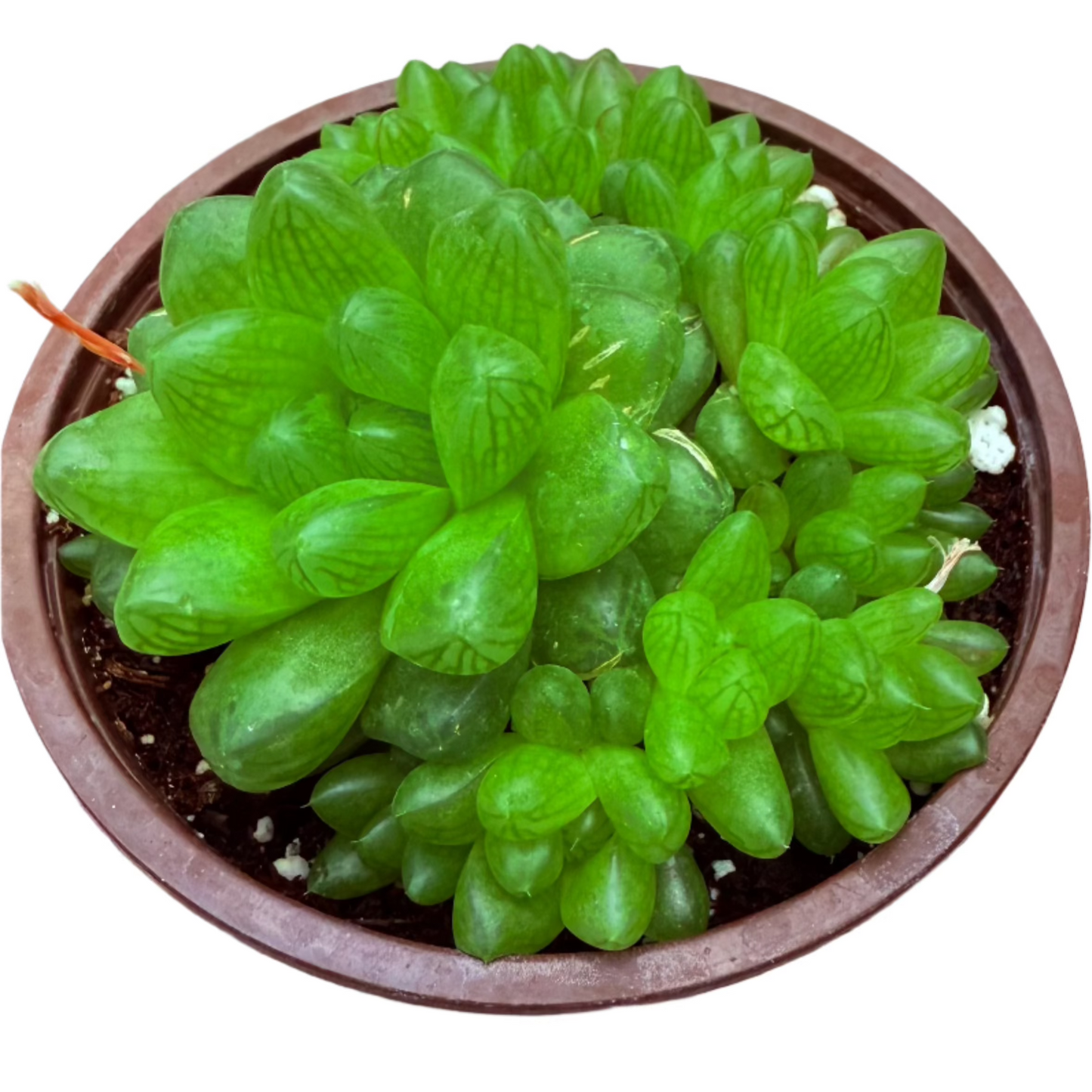 haworthia cymbiformis var. obtusa-SEAH