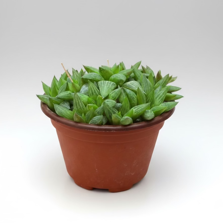 Star Cactus Haworthia (Haworthia retusa f. geraldii) live succulent plant