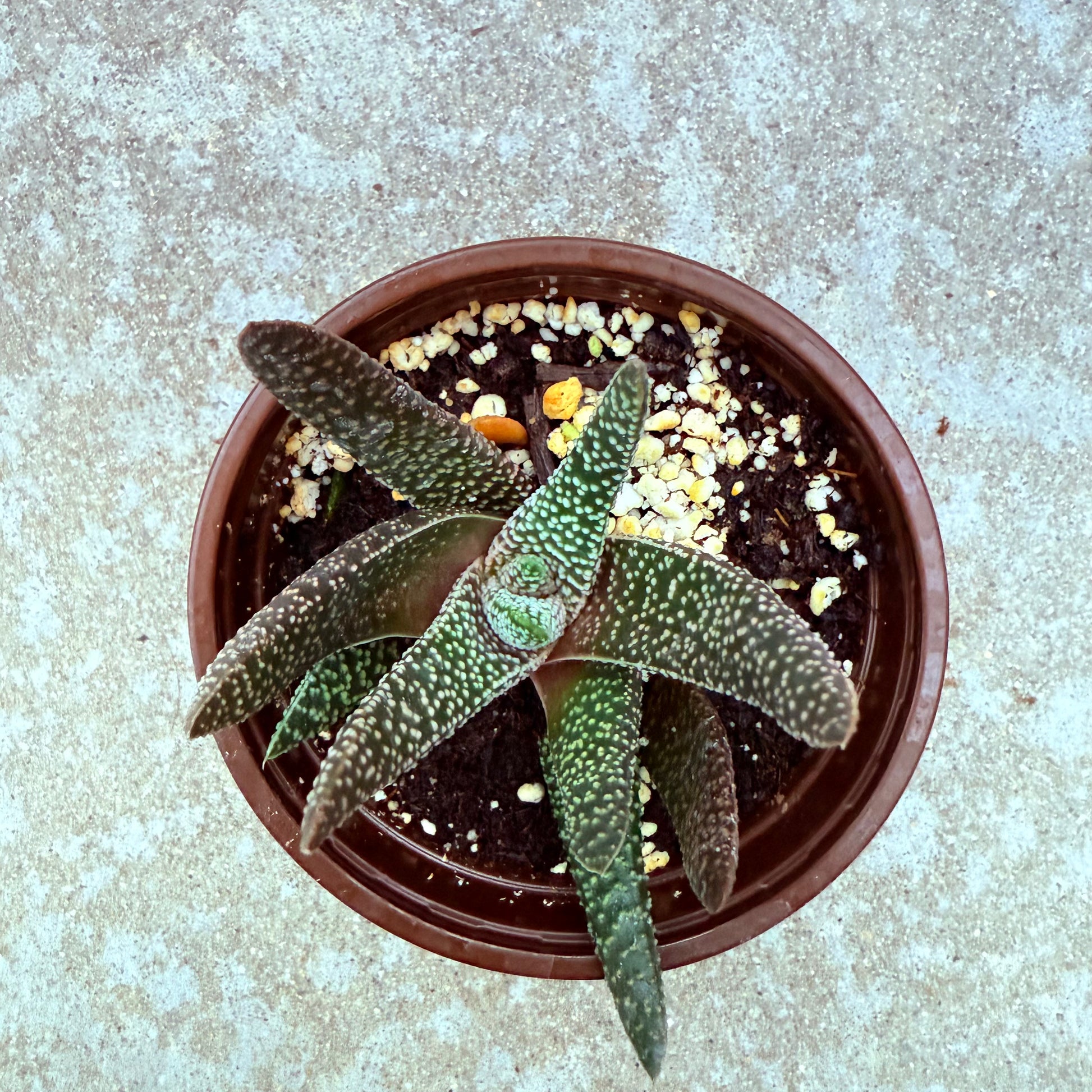 Gasteraloe - Royal Highness-SEAH