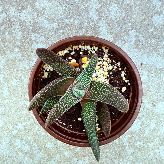 Royal Highness Gasteraloe (Gasteraloe 'Royal Highness') live succulent plant