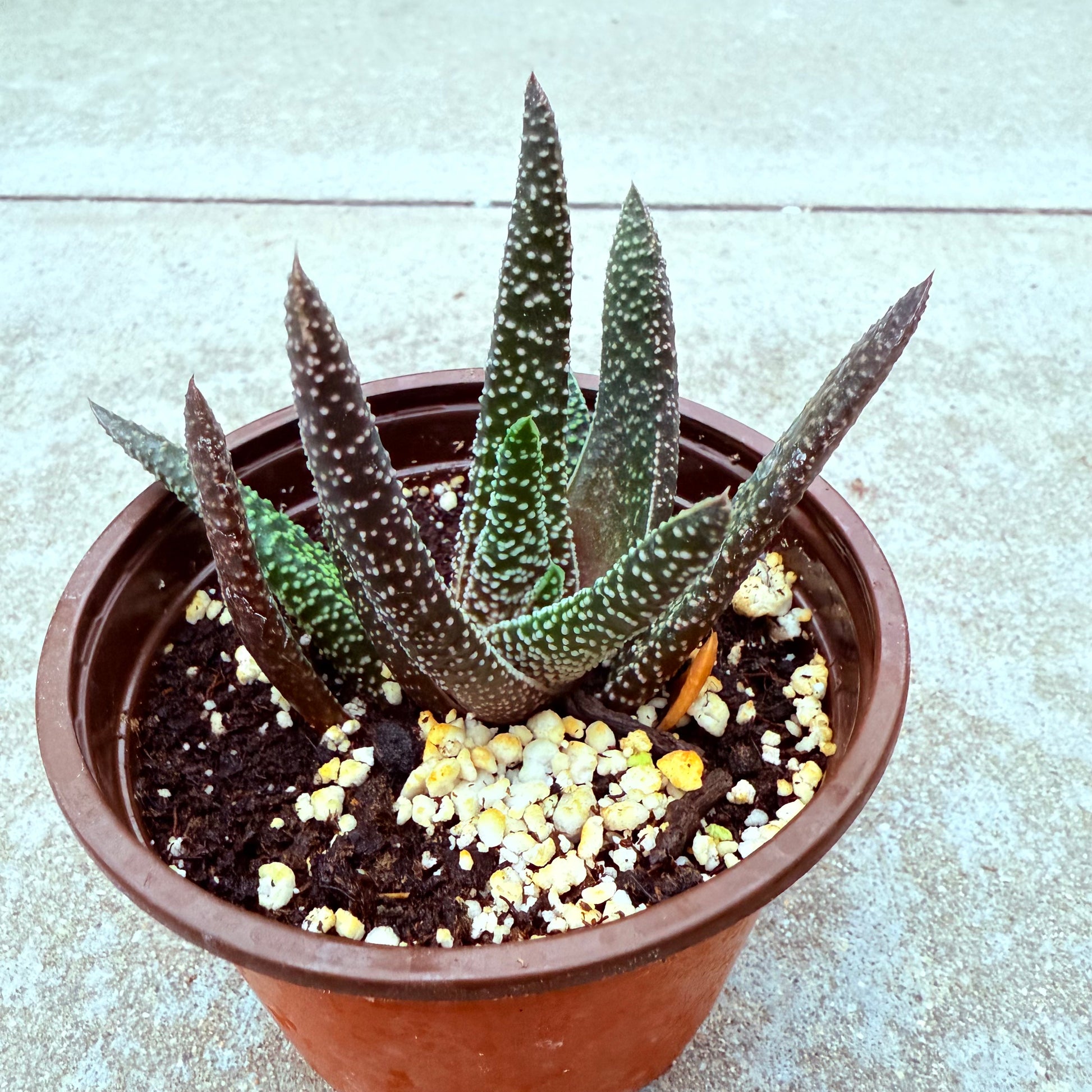 Gasteraloe - Royal Highness-SEAH