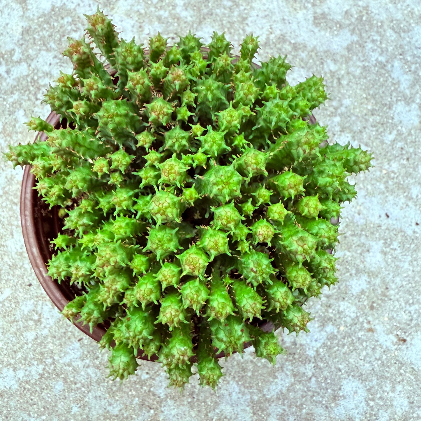 Euphorbia submammillaris-SEAH