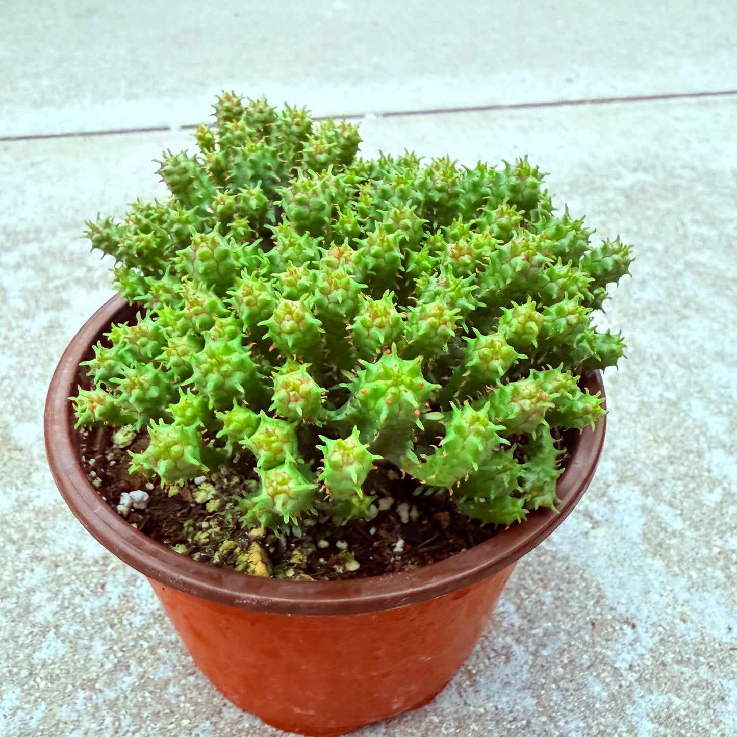 Euphorbia submammillaris-SEAH