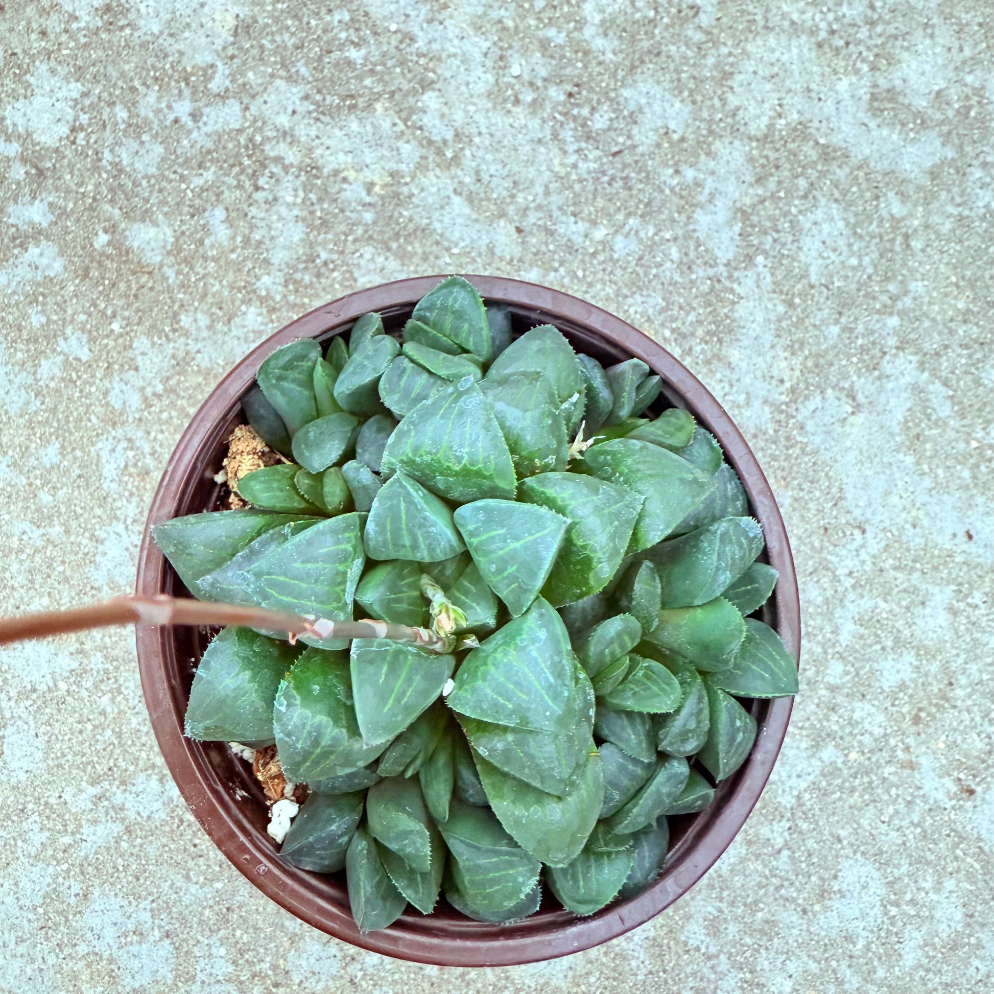 Haworthia mutica-SEAH