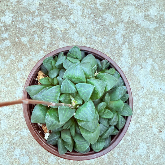 Haworthia mutica live succulent plant