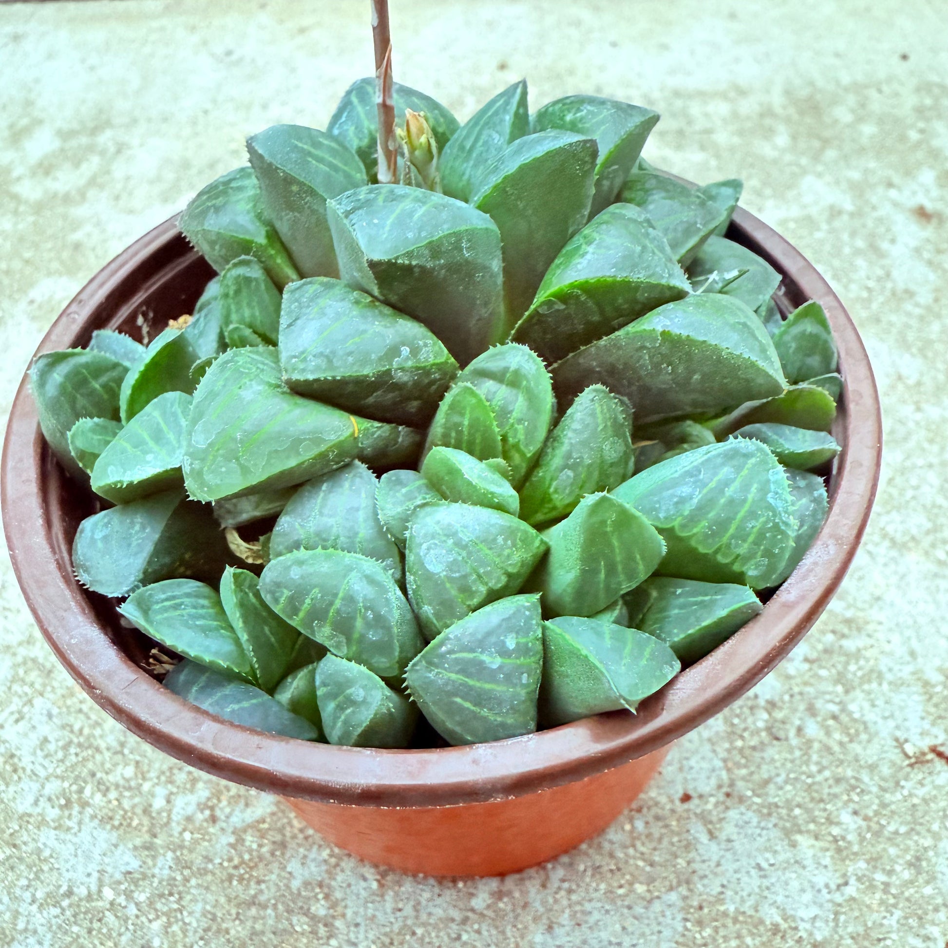 Haworthia mutica-SEAH