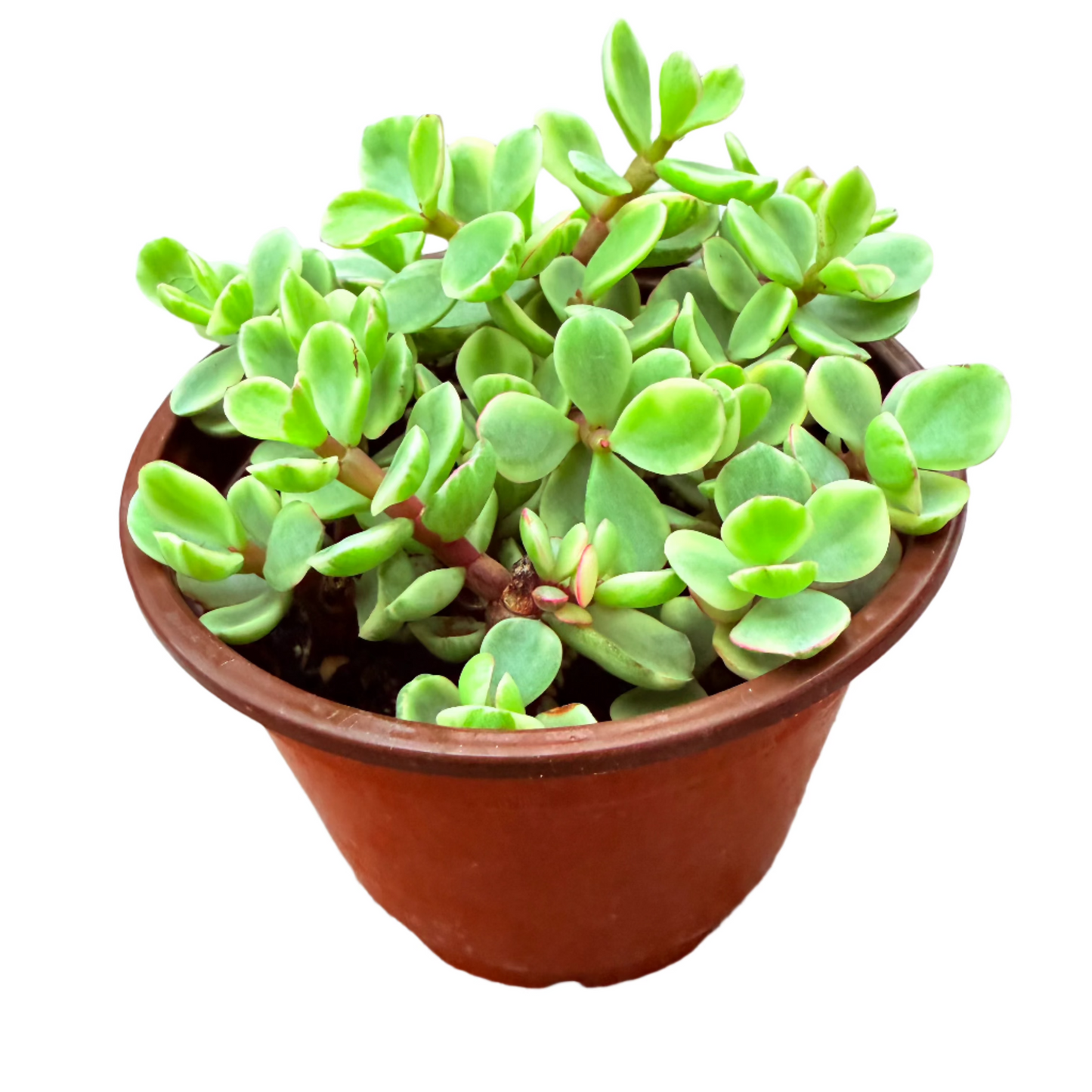 Portulacaria afra f. variegata - Rainbow Bush-SEAH