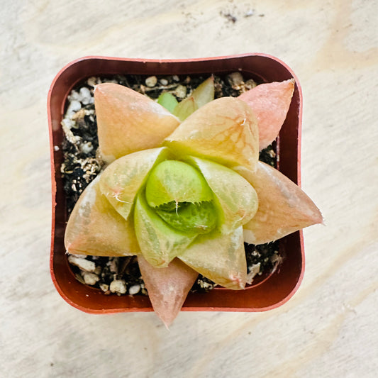 Cathedral Window Haworthia (Haworthia cymbiformis ‘Cathedral Window’) live succulent plant