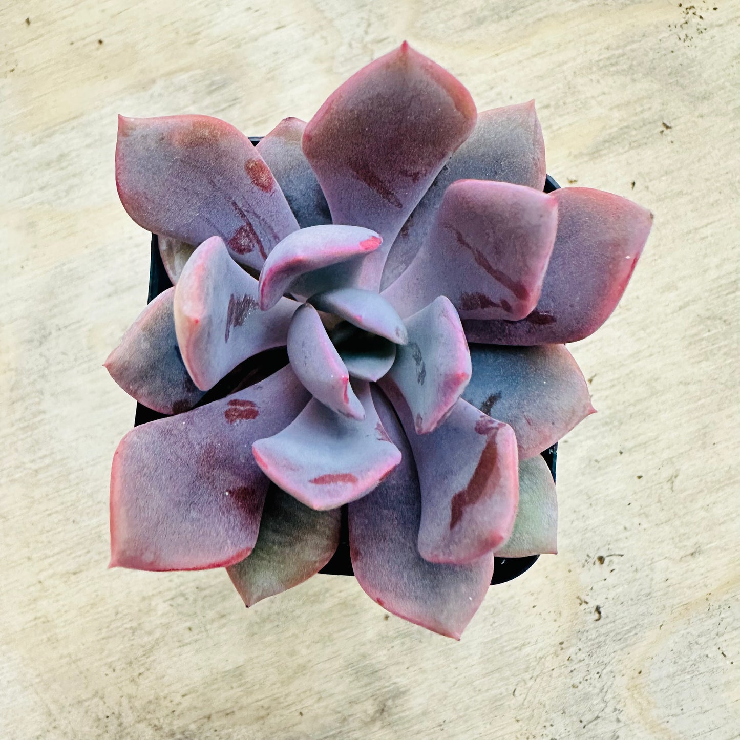 Graptoveria - Debbie-SEAH