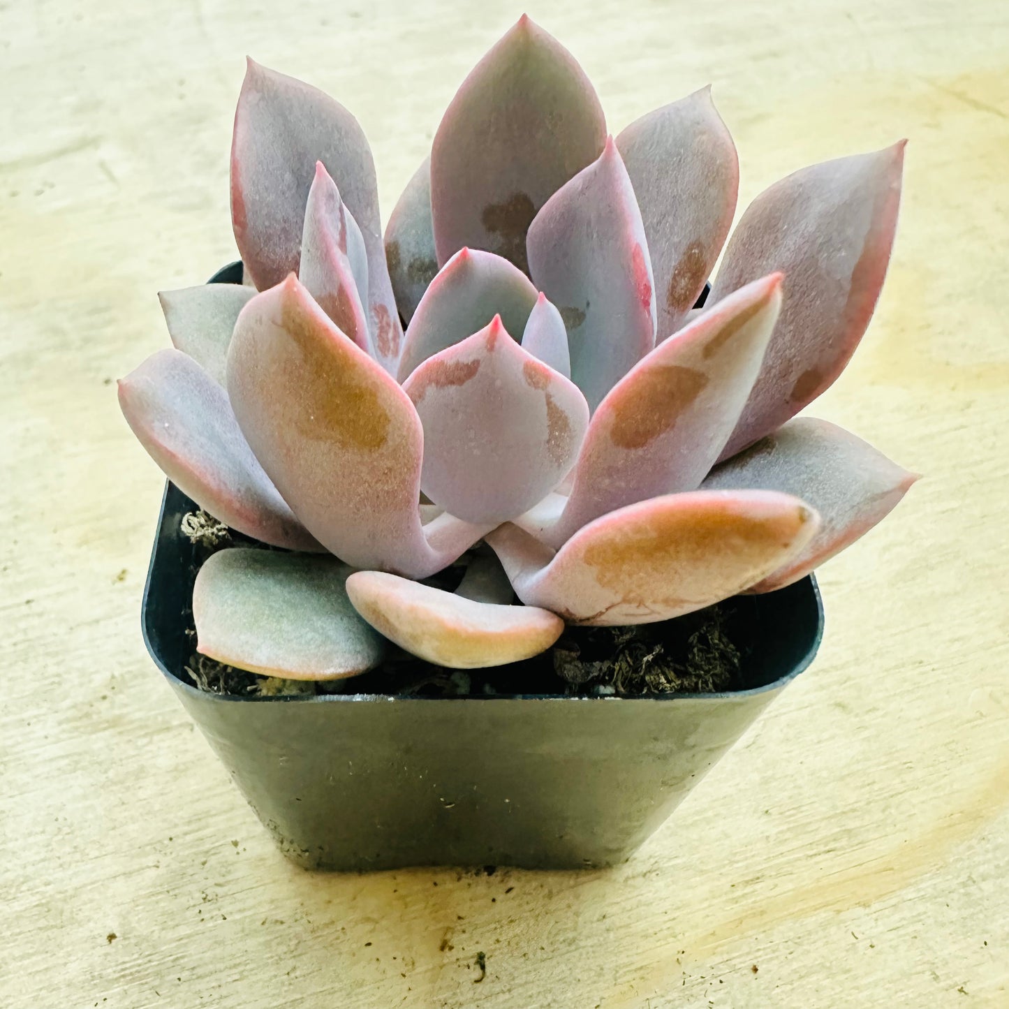 Graptoveria - Debbie-SEAH