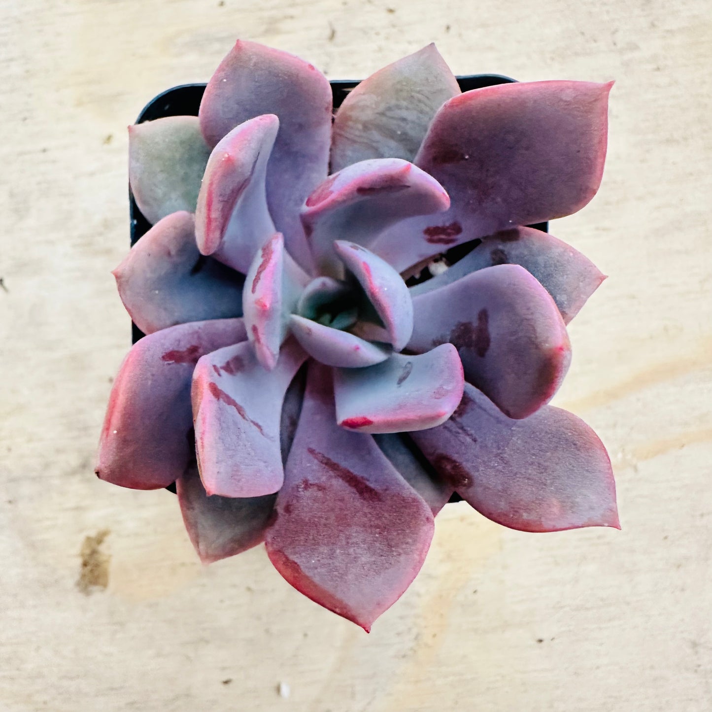Graptoveria - Debbie-SEAH