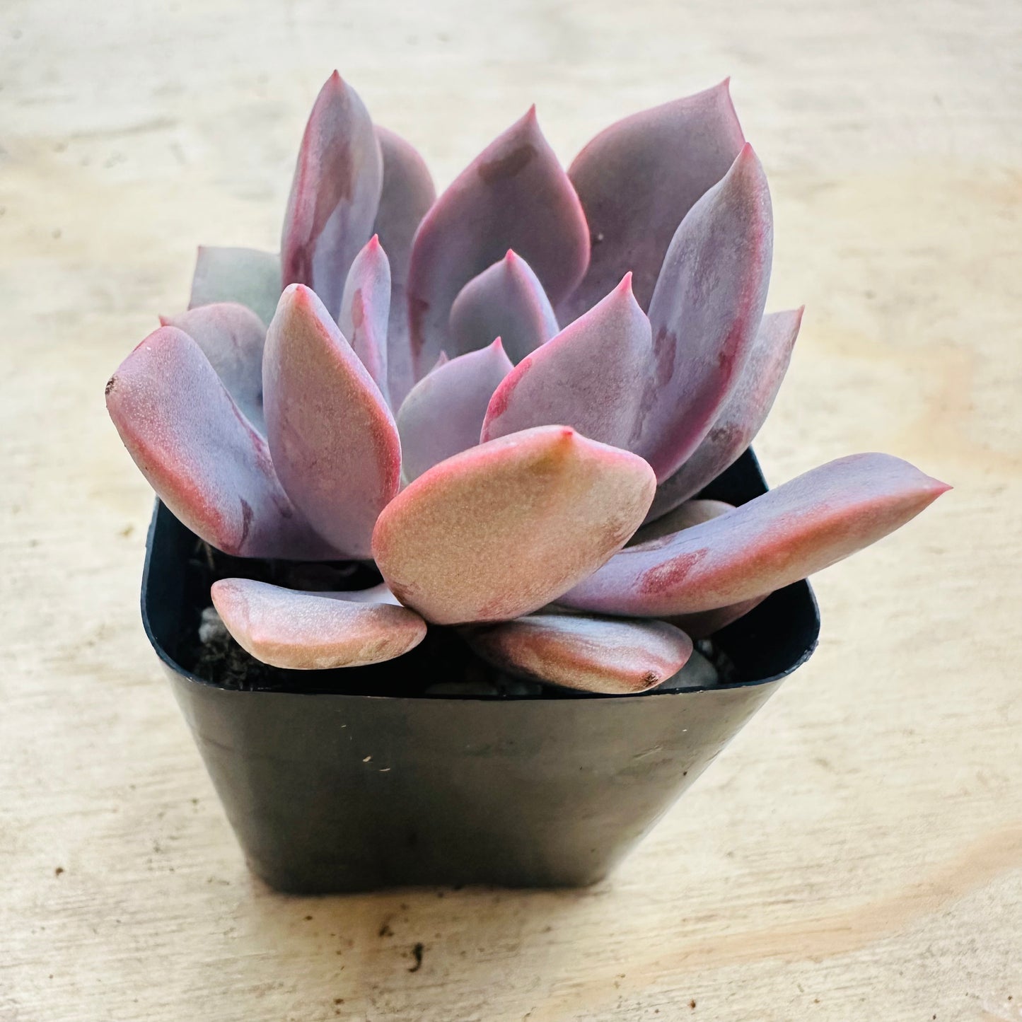 Graptoveria - Debbie-SEAH