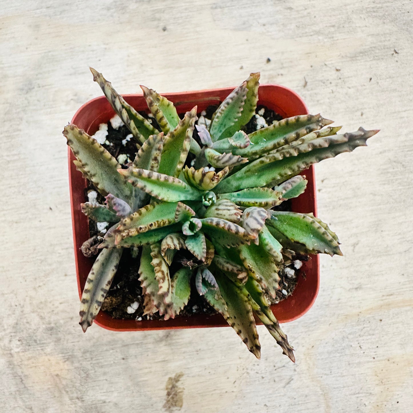Kalanchoe - Pink Butterflies-SEAH