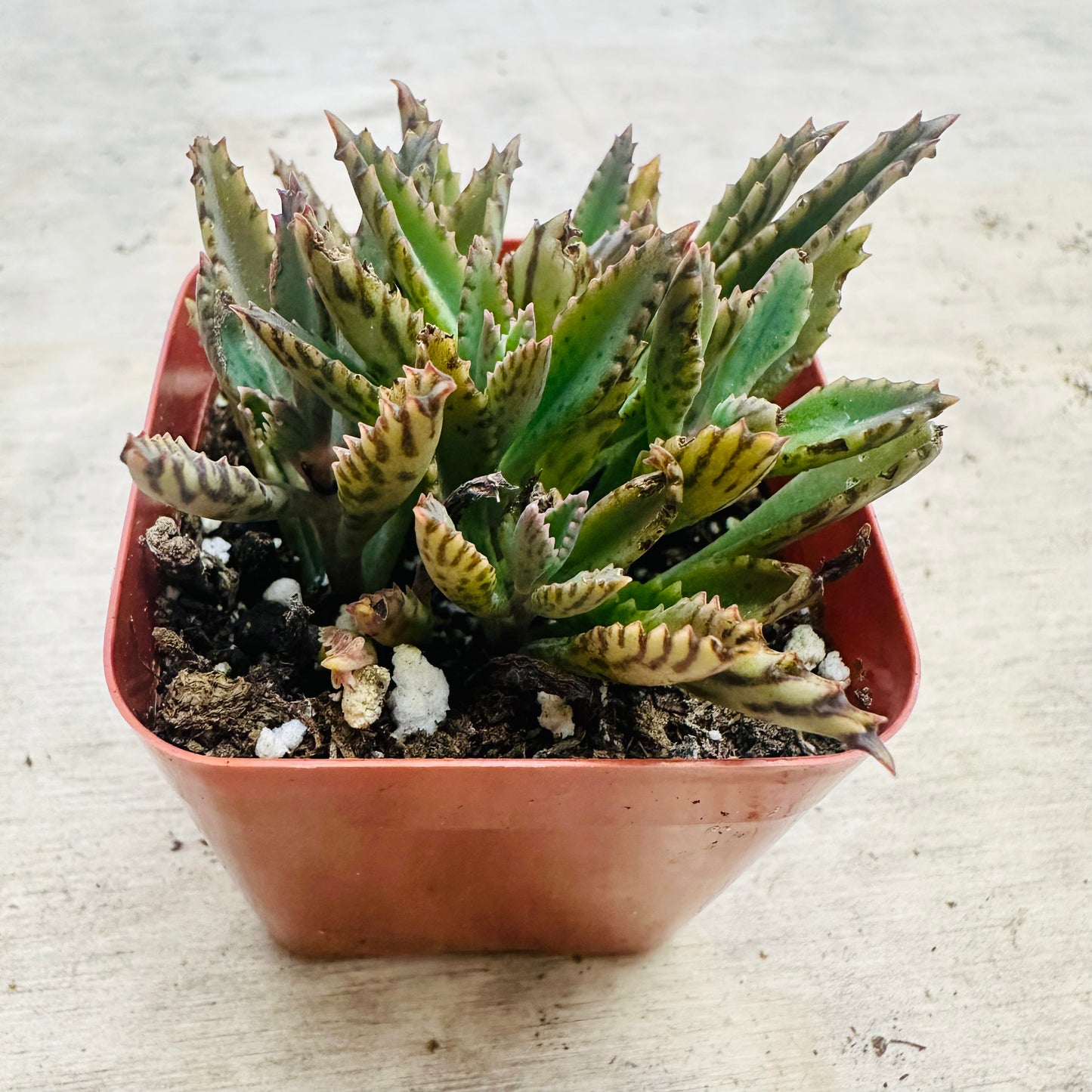 Kalanchoe - Pink Butterflies-SEAH