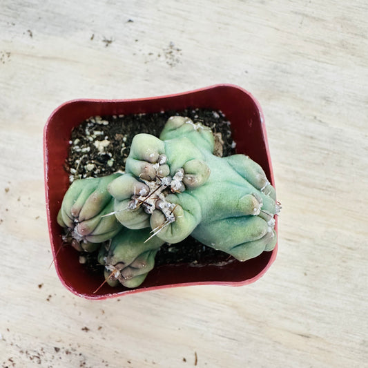 Cereus forbesii monstrose - Ming Thing-SEAH