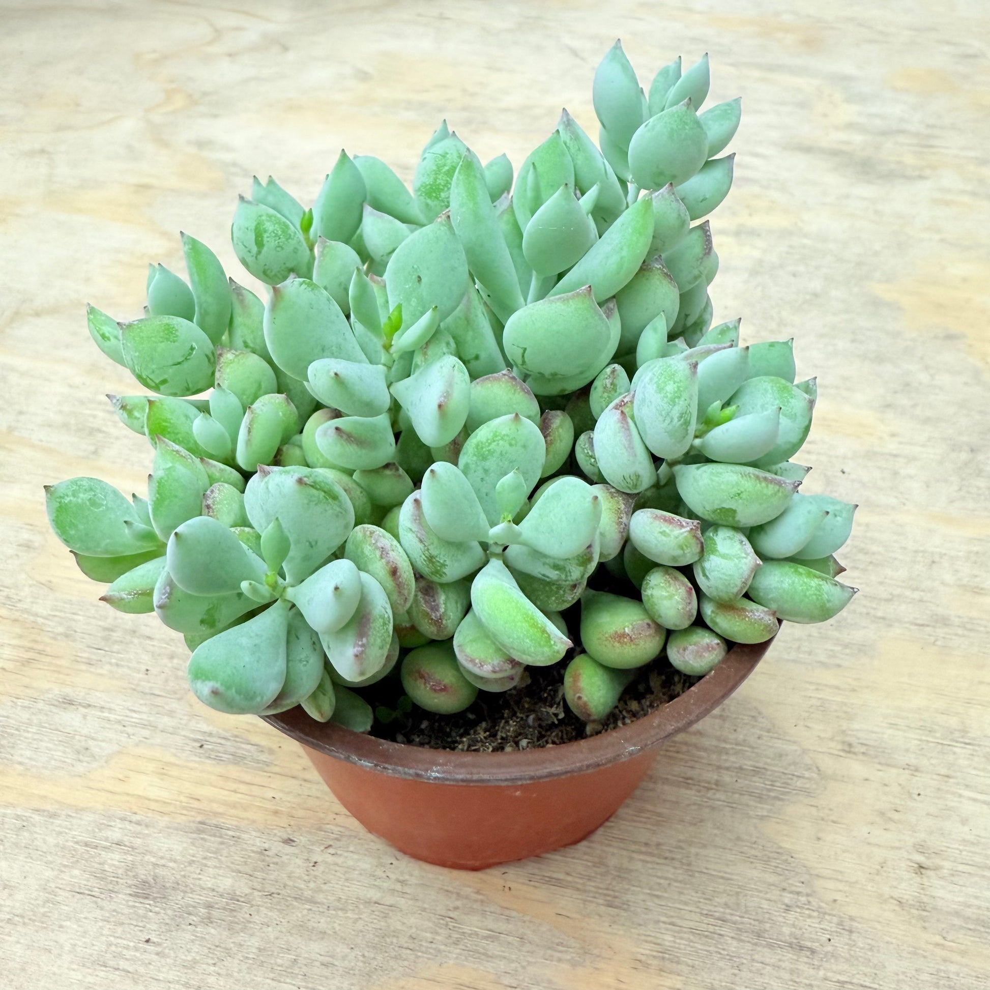 Cotyledon pendens-SEAH